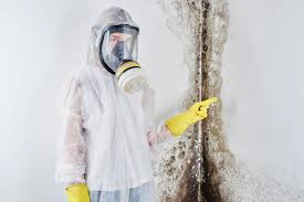  Champlin, MN Mold Prevention & Removal Pros